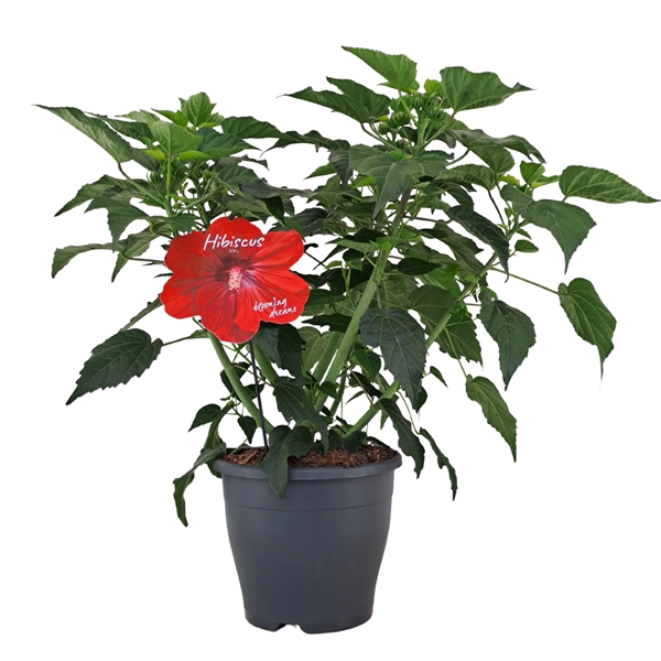 Hibiscus Extreme Oak Red 