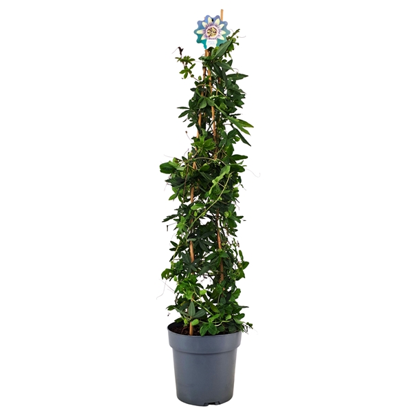 Passiflora Caerulea Pyramide