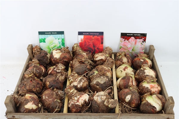 Bloembol Hipp Mix 6
