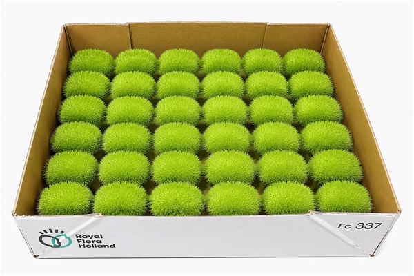 Sier Cucumis Maureen X30 Holl