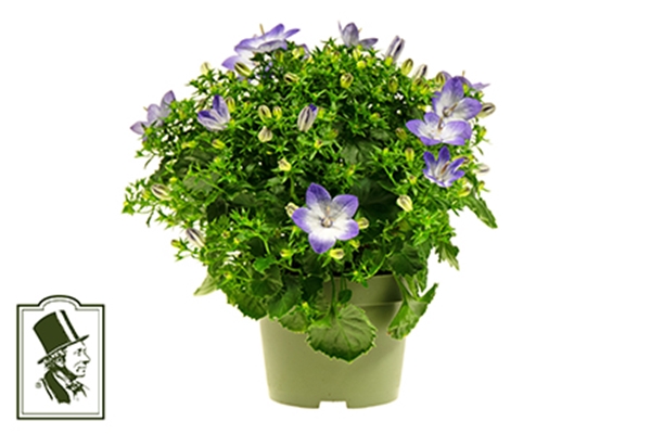 Campanula Fancy Mee