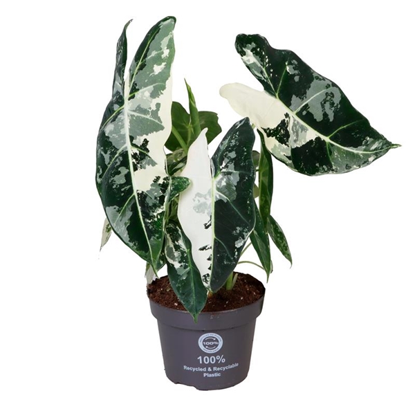 Alocasia Micholitziana 