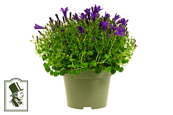 Campanula Get Mee Dark Blue 
