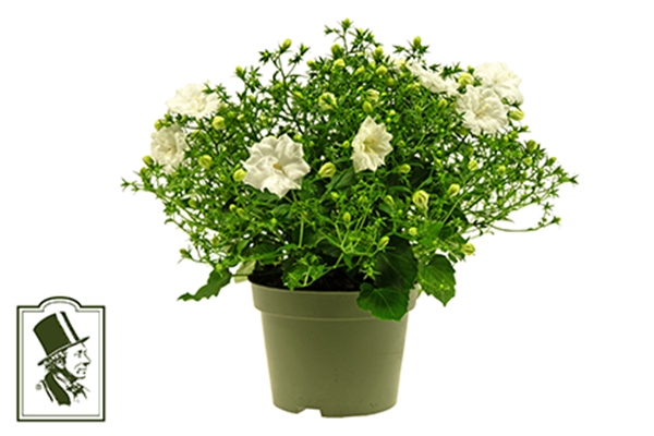 Campanula Like Mee White 