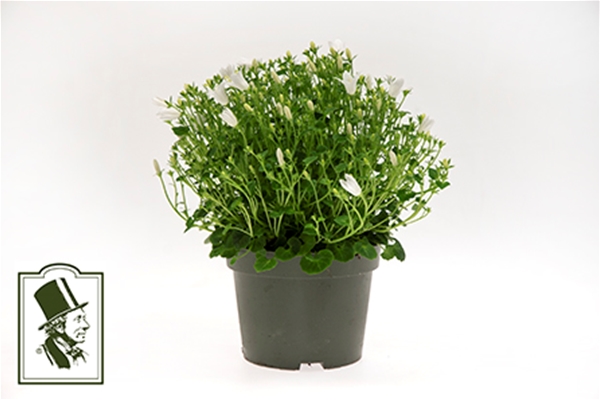 Campanula Get Mee White