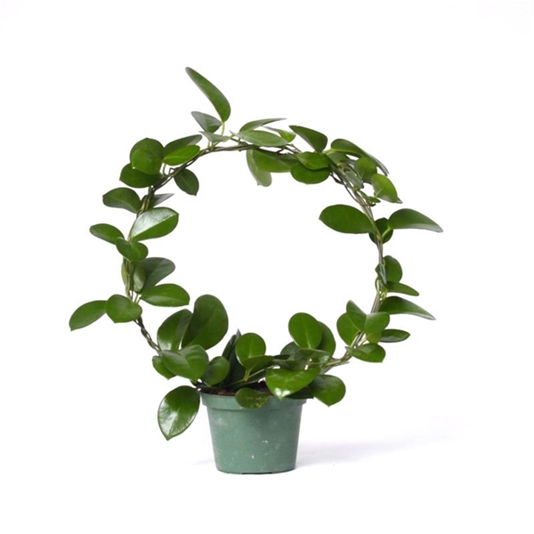 HOYA CARNOSA p12 boog