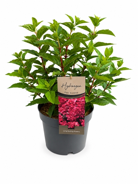 Hydrangea Paniculata Bonfire
