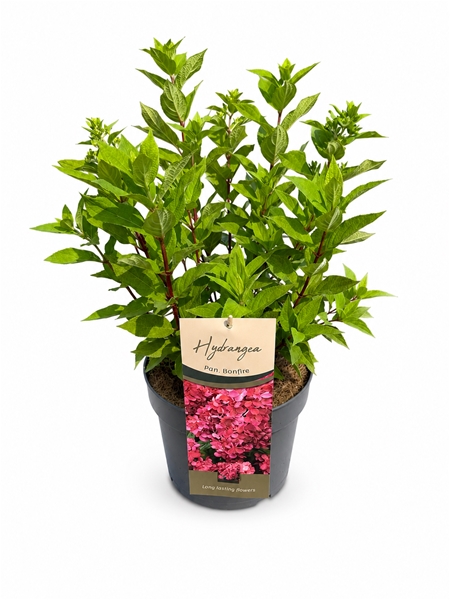 Hydrangea Paniculata Bonfire
