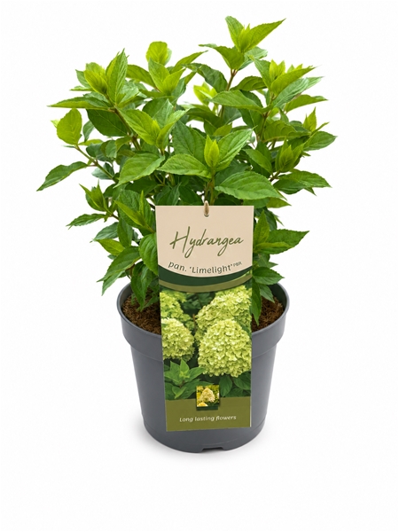 Hydrangea Paniculata  Limelight