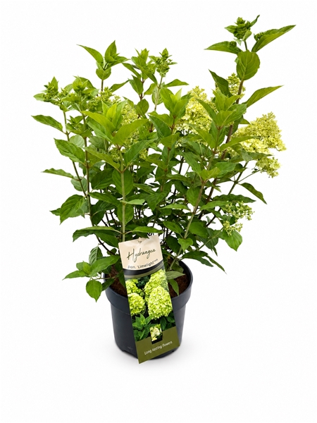 Hydrangea Paniculata  Limelight