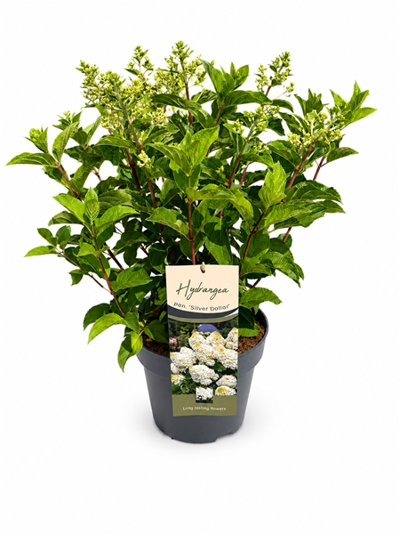 Hydrangea Paniculata Silver Dollar
