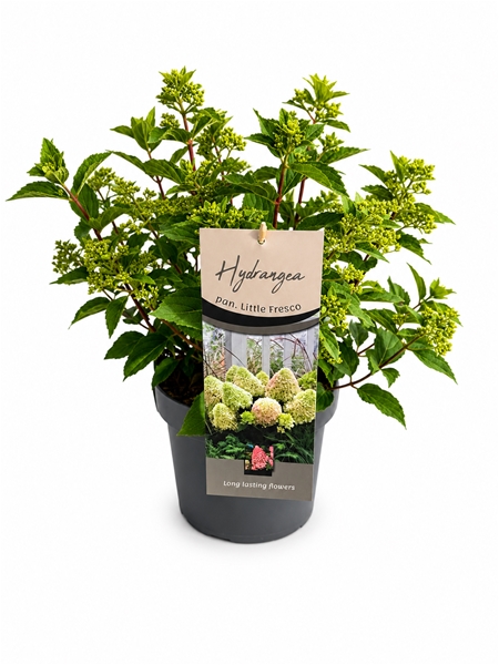 Hydrangea Paniculata Little Fresco