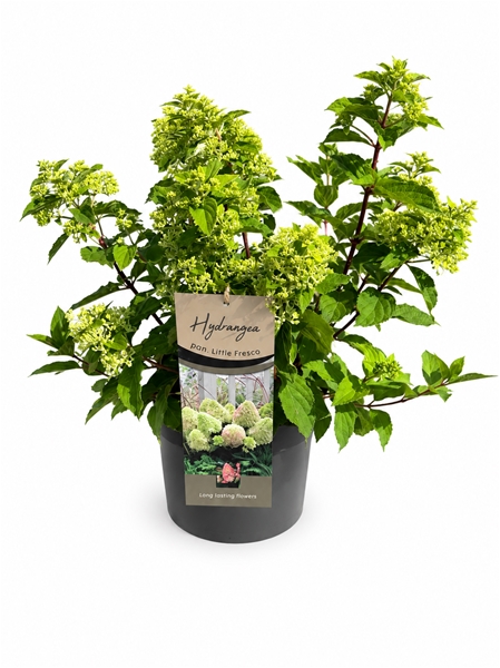 Hydrangea Paniculata Little Fresco
