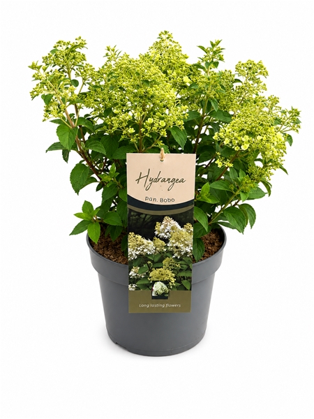 Hydrangea Paniculata Bobo