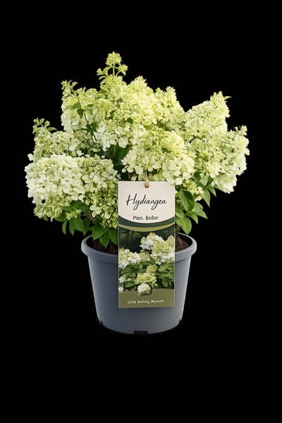 Hydrangea Paniculata Bobo