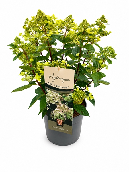 Hydrangea Paniculata Pastelgreen