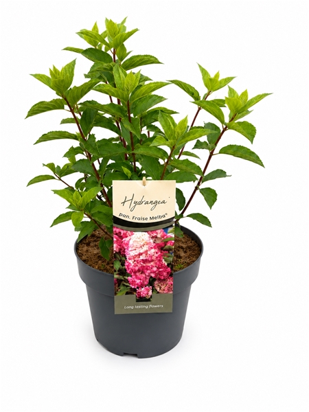 Hydrangea Fraise Melba