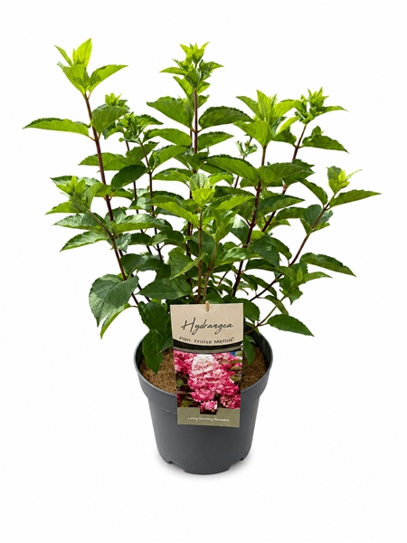 Hydrangea Fraise Melba