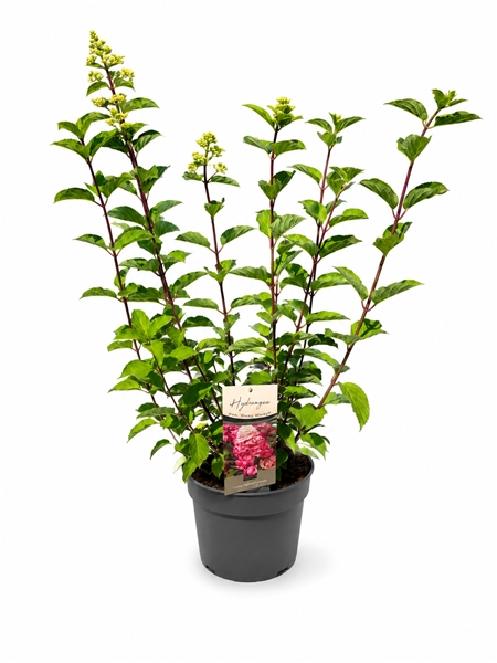 Hydrangea Fraise Melba