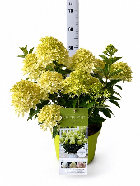 Hydrangea Paniculata White Light