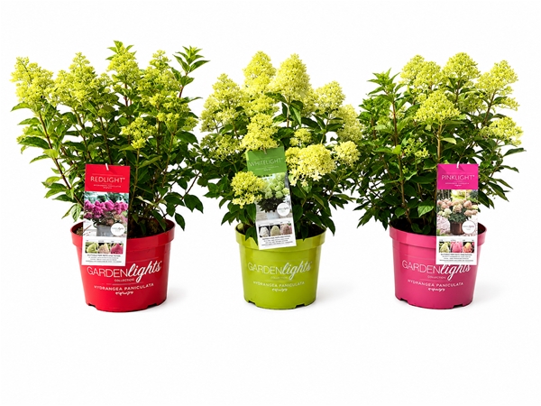 Hydrangea Paniculata Garden Light Mixlage