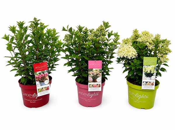 Hydrangea Paniculata Garden Light Mixlage