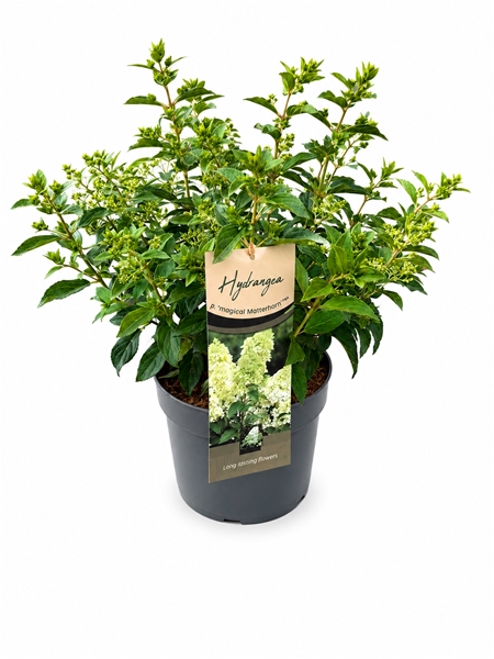 Hydrangea Paniculata Magical Matterhorn