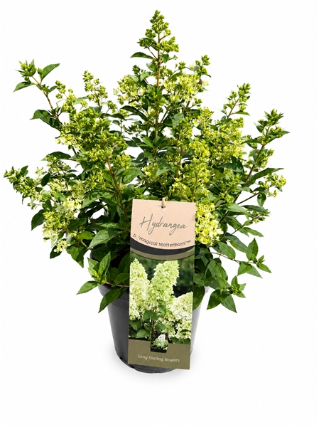 Hydrangea Paniculata Magical Matterhorn