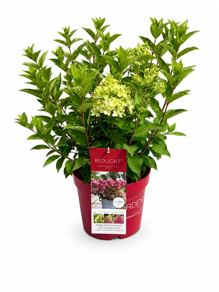 Hydrangea Paniculata Red Light