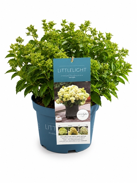 Hydrangea Paniculata Little Light