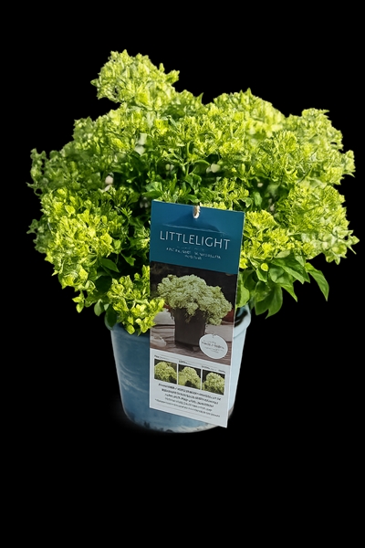 Hydrangea Paniculata Little Light
