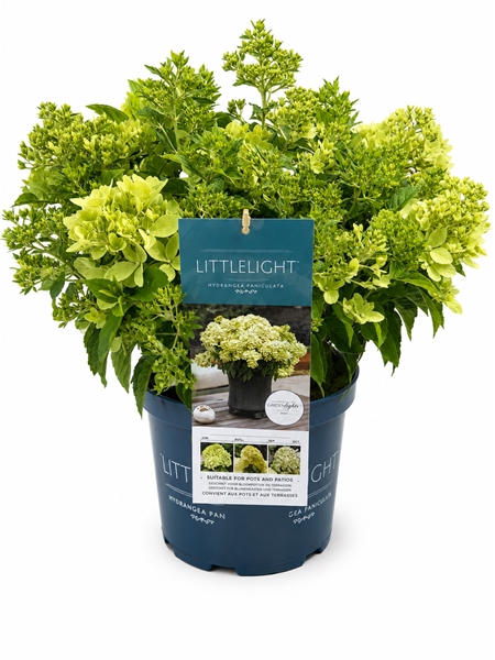 Hydrangea Paniculata Little Light