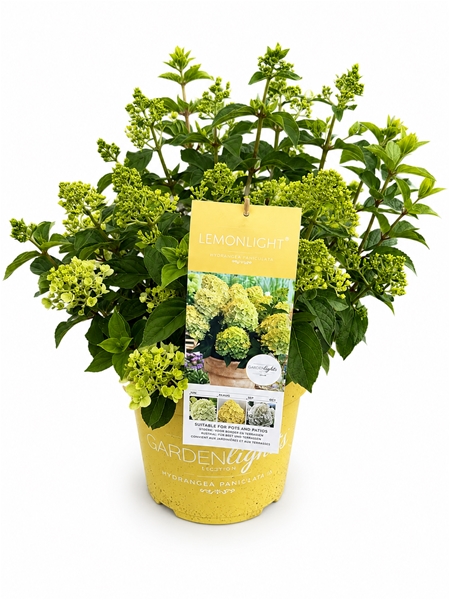 Hydrangea Paniculata Lemon LIght