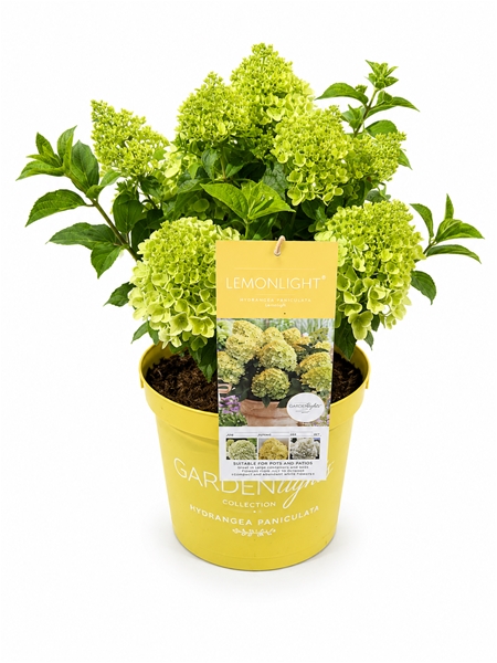 Hydrangea Paniculata Lemon LIght
