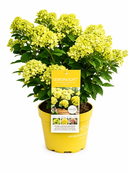 Hydrangea Paniculata Lemon LIght