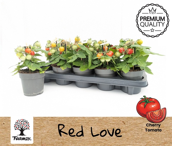 Tomato Farmzy Red Love
