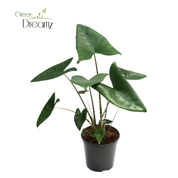 Alocasia Zebrina 