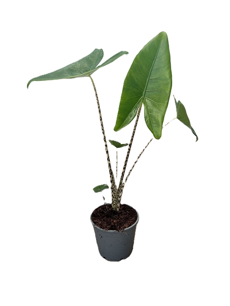 Alocasia Zebrina 
