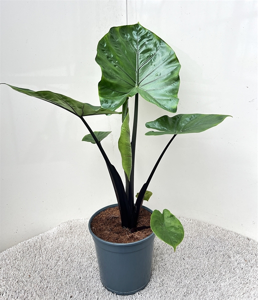 Alocasia Dark Star 