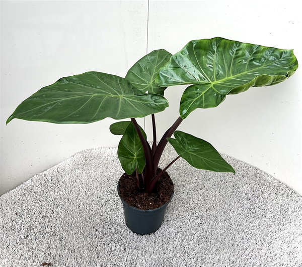 Alocasia Imperial Red 