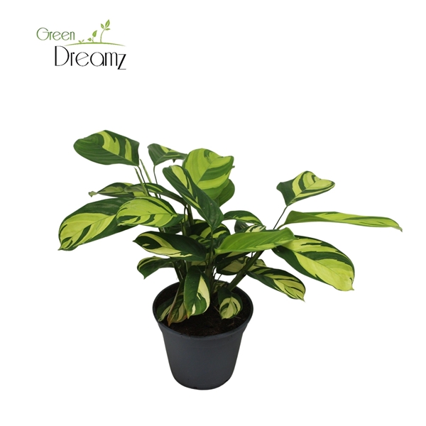 Ctenanthe Golden Mosaic 