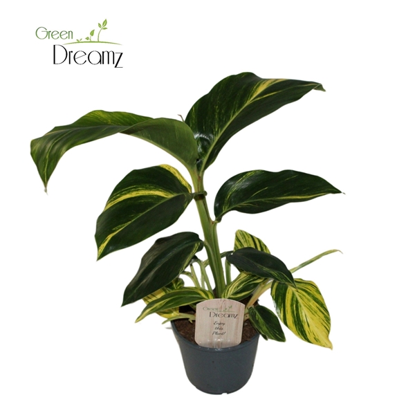 Alpinia Zerumbet 