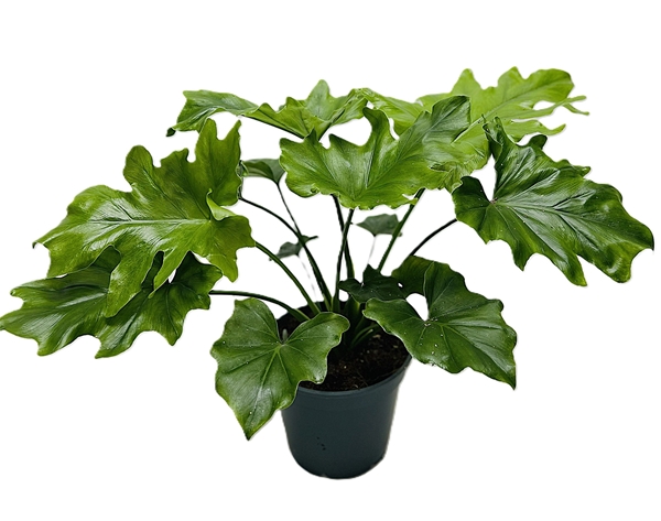 Philodendron Hope