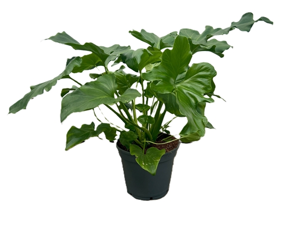 Philodendron Selloum 