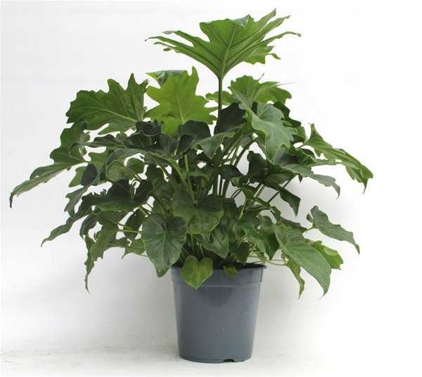 Philodendron Selloum 
