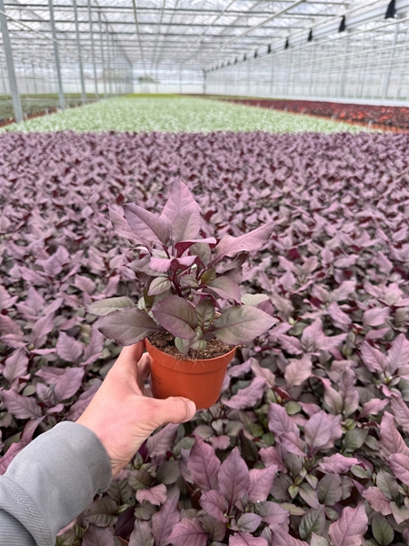 Alternanthera Dentate Purple Knight