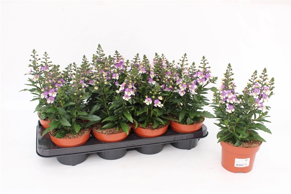 Angelonia Lavender Bicolor
