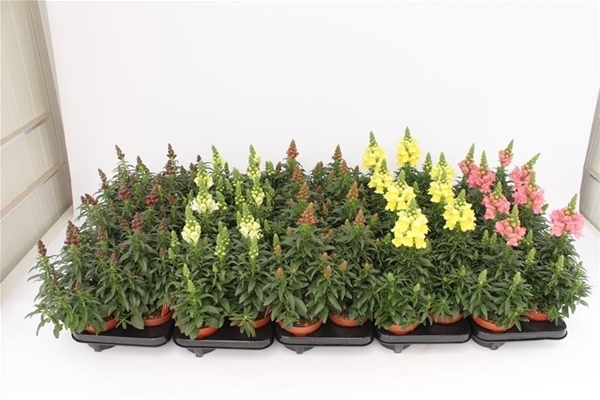 Antirrhinum Majus Mixlage