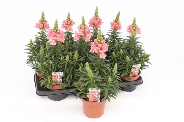 Antirrhinum Majus Rosa