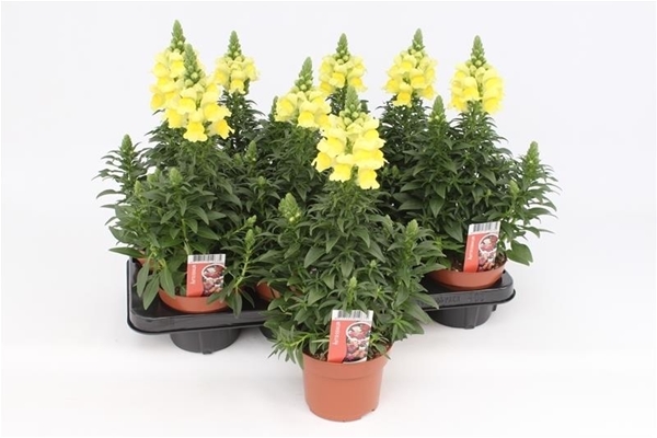 Antirrhinum Majus Gelb